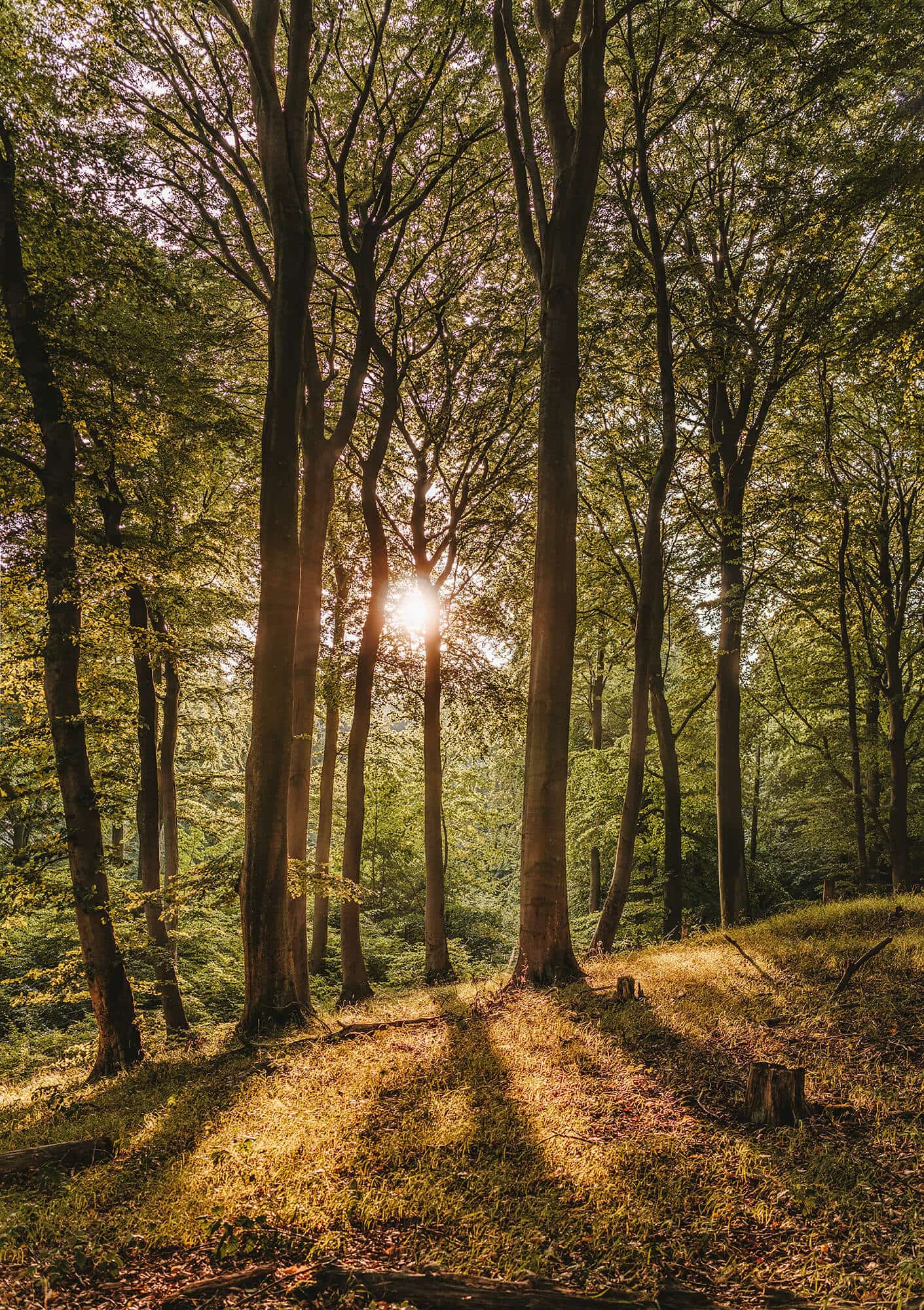 Valoriser les ressources Bois